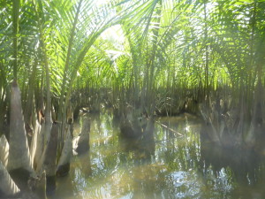 Coconut forest