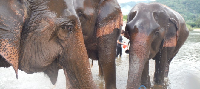 My first full day at Elephant Camp in Chiang Mai
