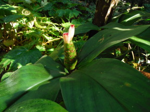 A ginger plant