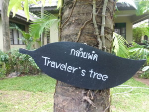 Traveler's Tree