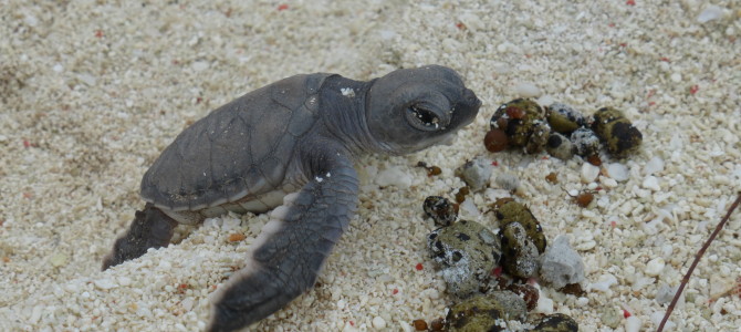 Life as a Sea Turtle, Heron Island