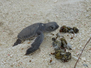 Turtle hatchling