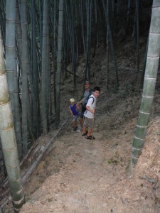 Hiking trail through the bamboo forest