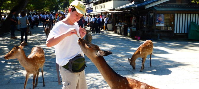 Feeding Deer at Todaiji Temple