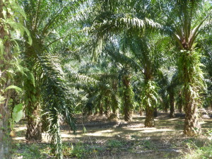 Palm trees for oil