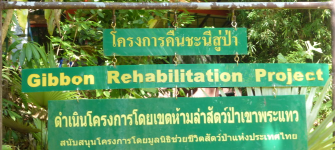 Gibbon Rescue On Phuket, Thailand