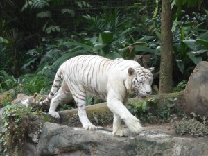 Endangered White Tiger - only 50 or so remaining