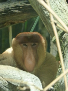 Proboscis Monkey - Singapore Zoo has a successful breeding program