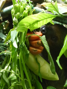 Feeding sloth