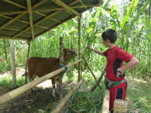 In predominantely Hindu Bali, cows represent an investment.  Our guide explained that in lieu of bank accounts, they often invest in cows to raise and sell for meat.