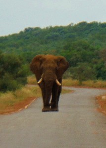 Bull elephant walking straight at us!