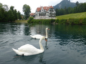 There are actually swans on Swan Lake